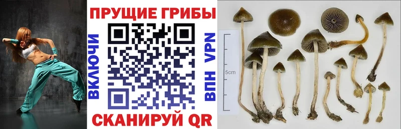 OMG маркетплейс  Киров  Псилоцибиновые грибы Psilocybe 